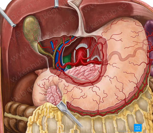 Inferior vena cava (#10057)