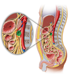 Horizontal part of duodenum (#7713)