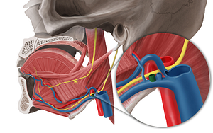 Facial vein (#10228)