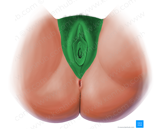 Vulva (#19801)