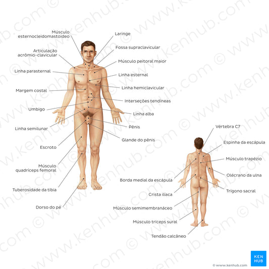 Male body surface anatomy (Portuguese)