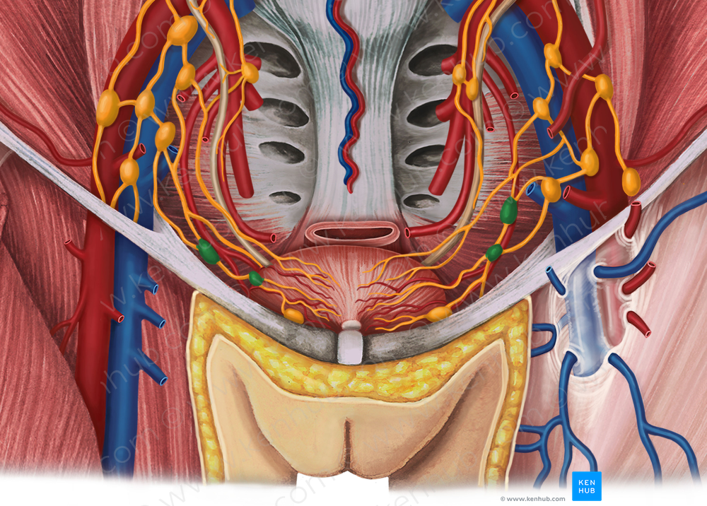 Lateral vesical lymph nodes (#7128)