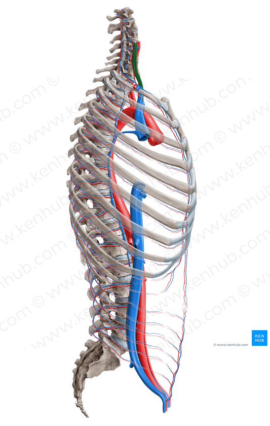 Internal jugular vein (#16373)