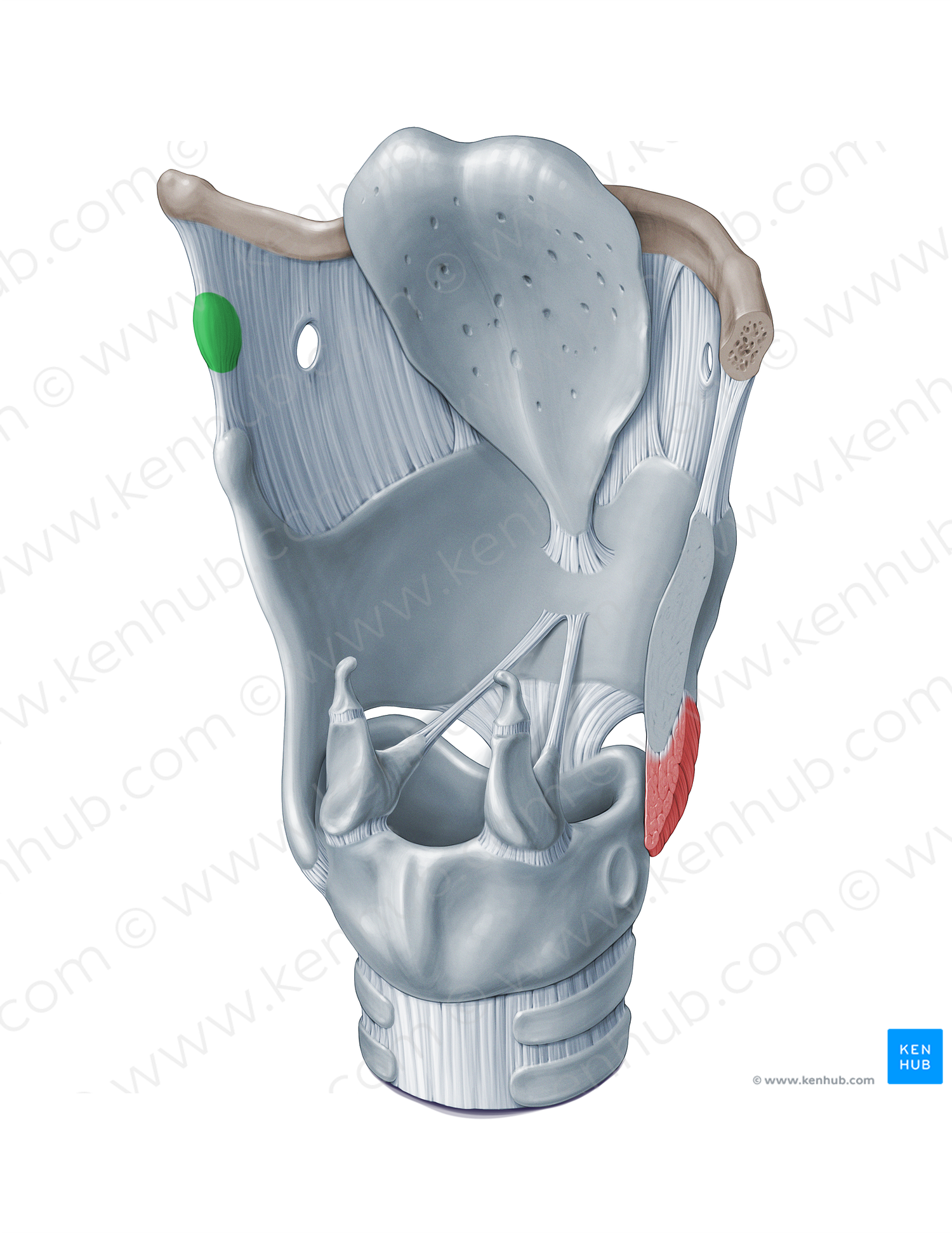 Triticeal cartilage (#18361)