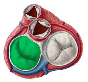 Left atrioventricular valve (#9907)