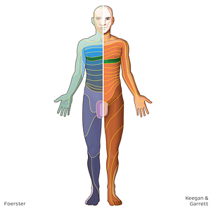 T5 dermatome (#20811)