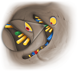 Superior branch of oculomotor nerve (#14100)