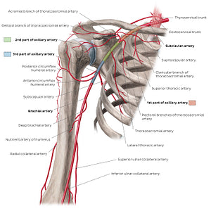 Arteries of the arm and the shoulder - Anterior view (English)