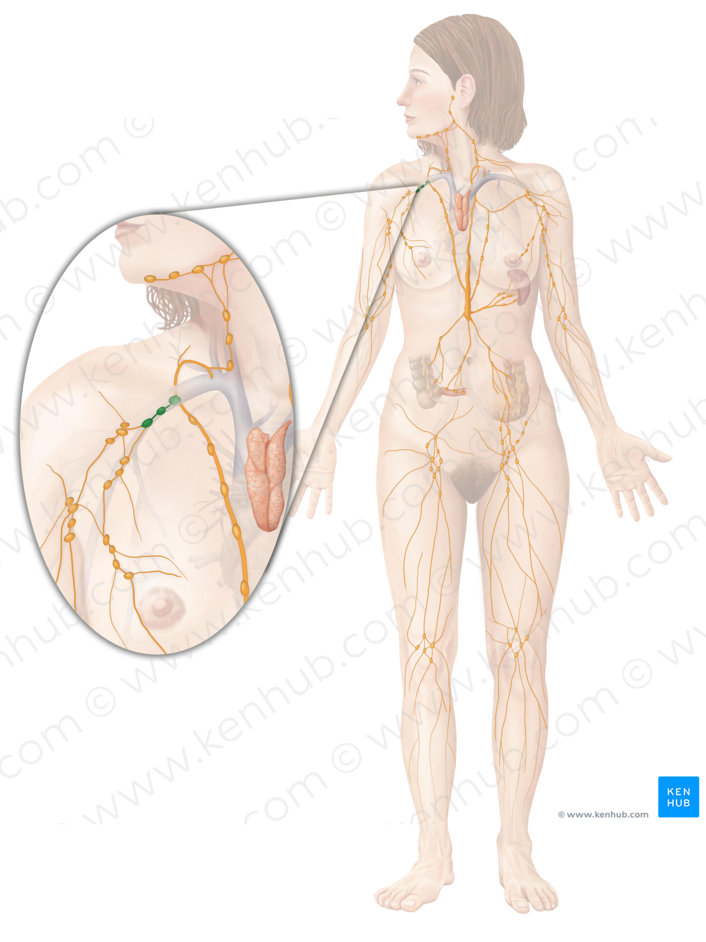 Subclavian lymph nodes (#9640)