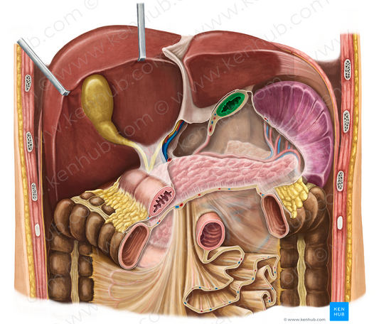 Abdominal part of esophagus (#7543)
