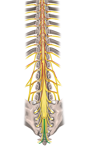 Coccygeal nerve (#6353)