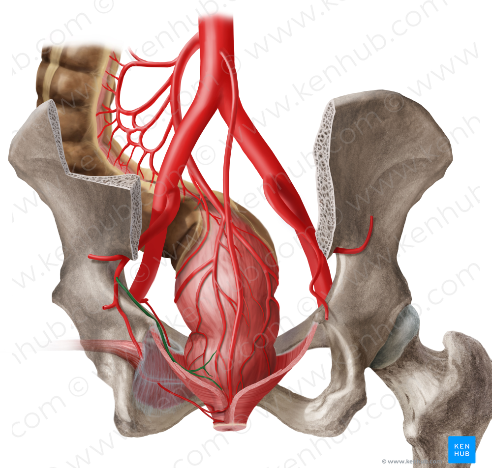 Middle anorectal artery (#1720)