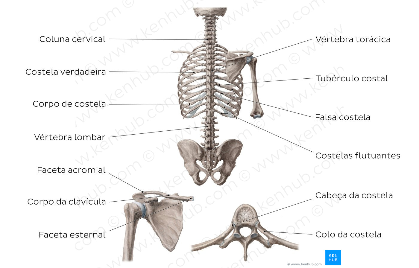 Bones of the dorsal trunk (Portuguese)