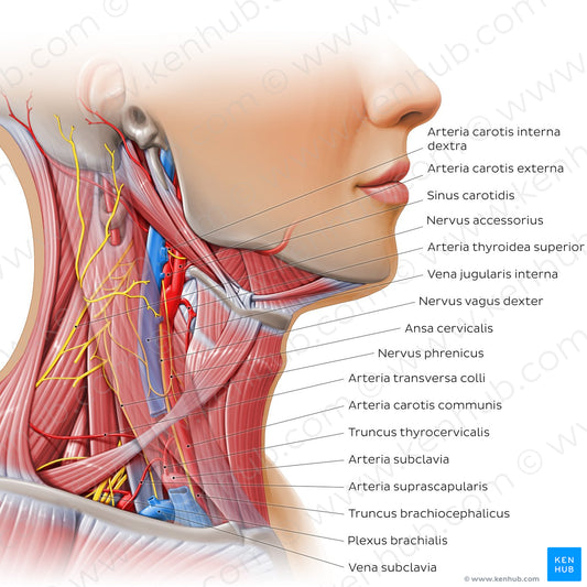 Triangles of the neck - neurovasculature (Latin)