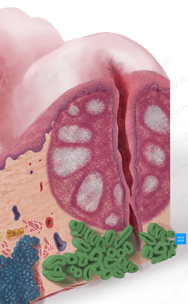 Posterior lingual gland (#4103)