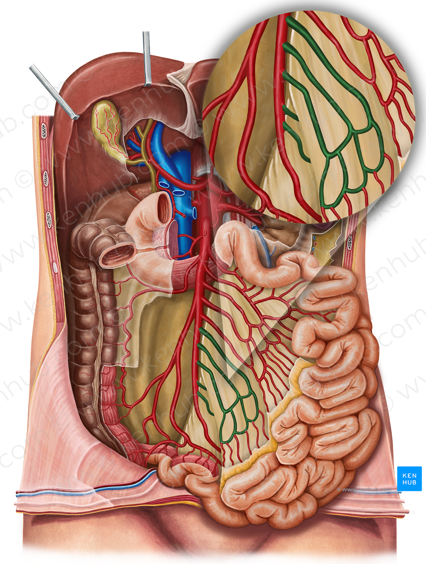 Ileal arteries (#1143)