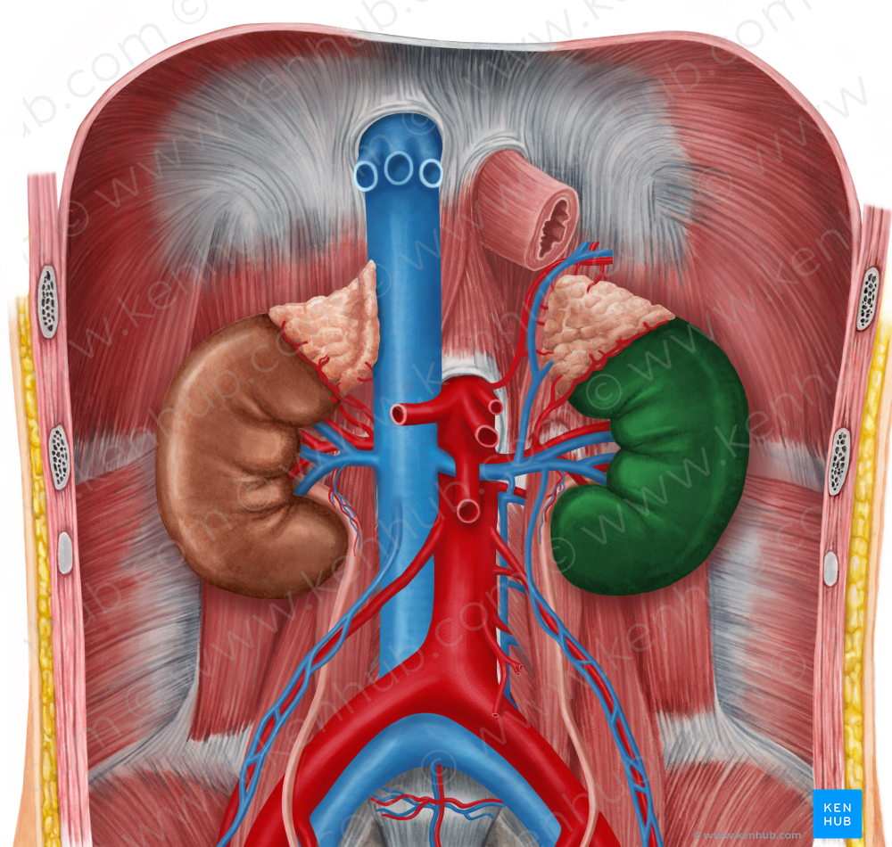 Left kidney (#8910)