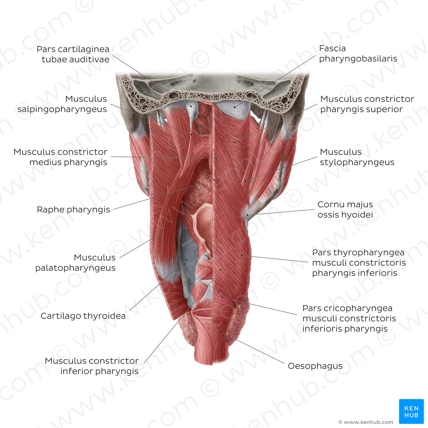 Muscles of the pharynx (Latin)