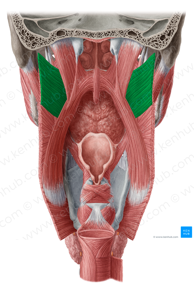 Superior pharyngeal constrictor muscle (#5268)