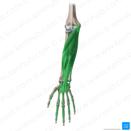 Anterior (flexor) muscles of forearm (#19735)
