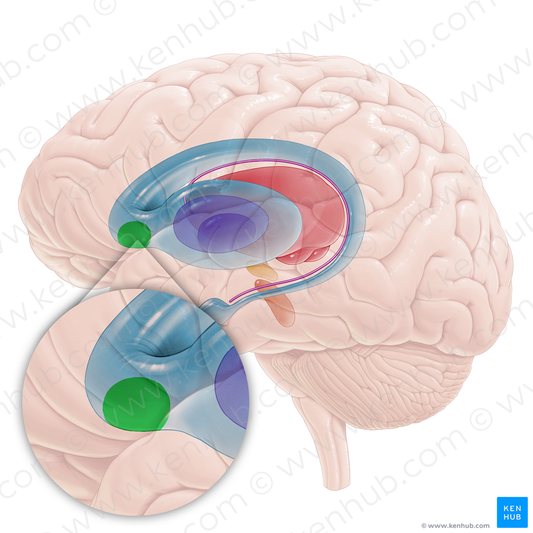 Nucleus accumbens (#16700)