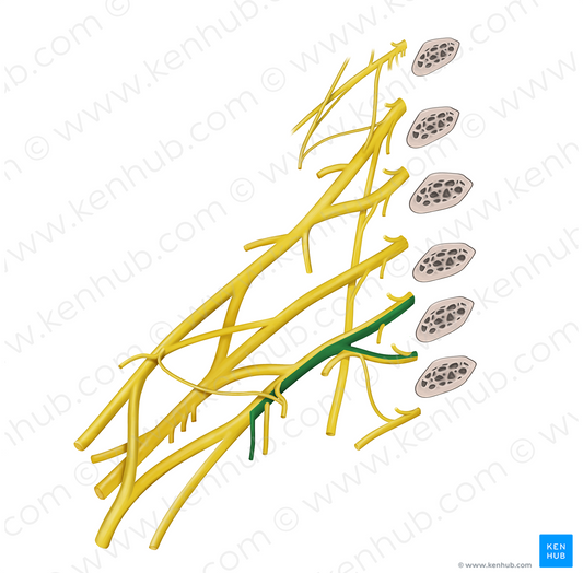 Medial antebrachial cutaneous nerve (#6365)