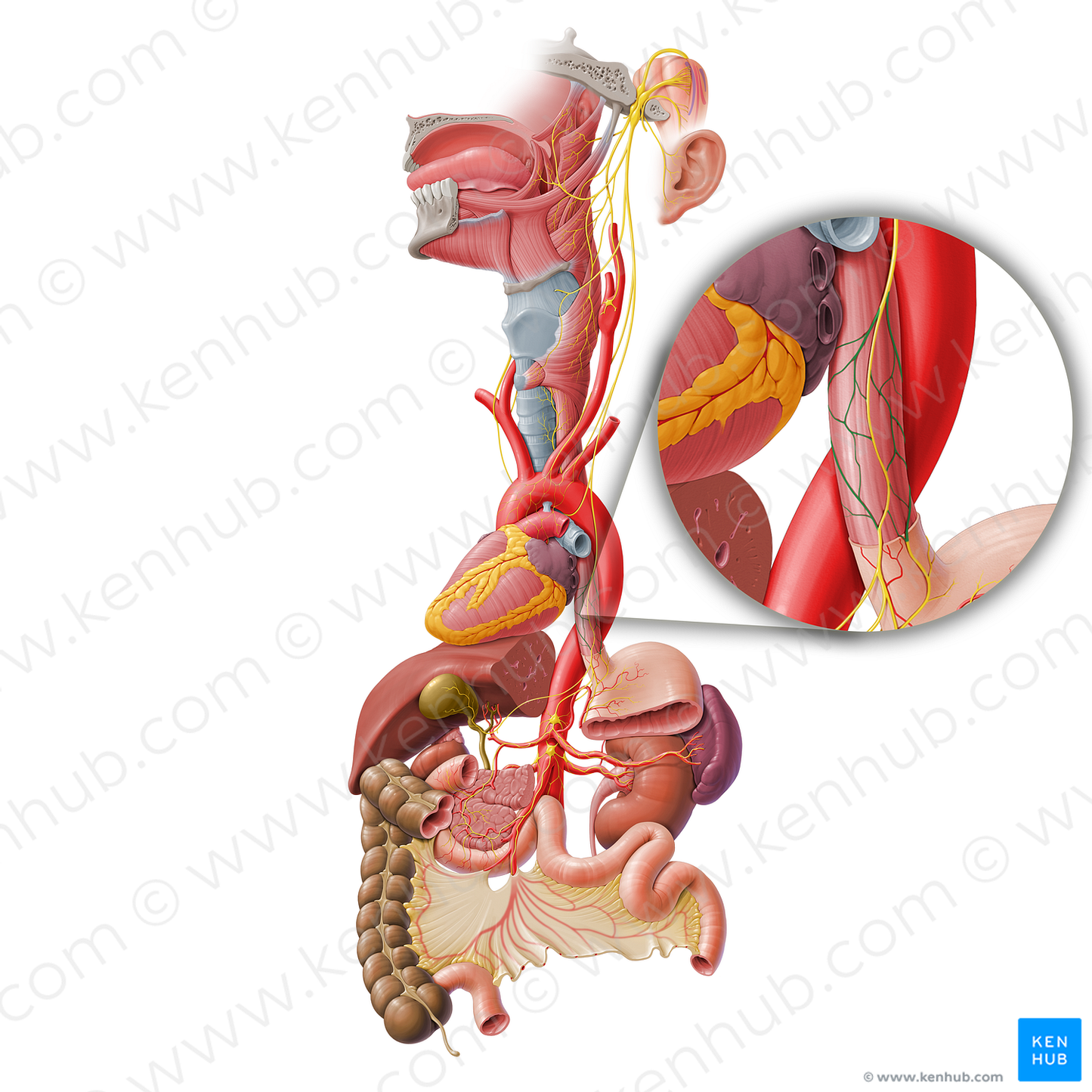 Esophageal plexus (#8013)