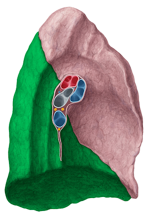 Inferior lobe of lung (#21480)