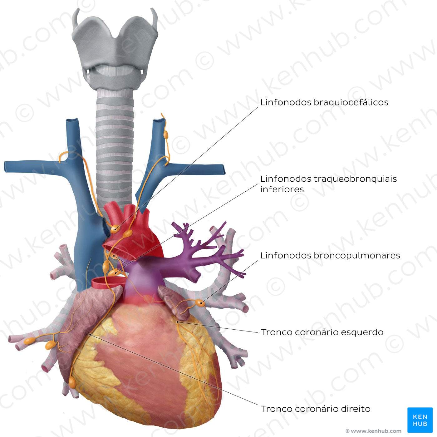 Lymphatics of the heart (Portuguese)