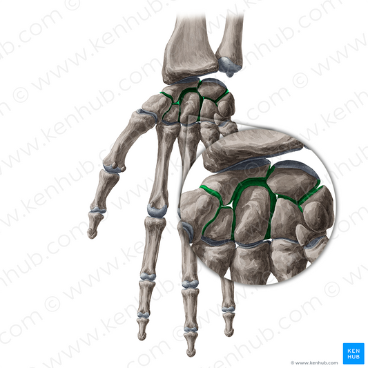 Intercarpal joints (#19145)