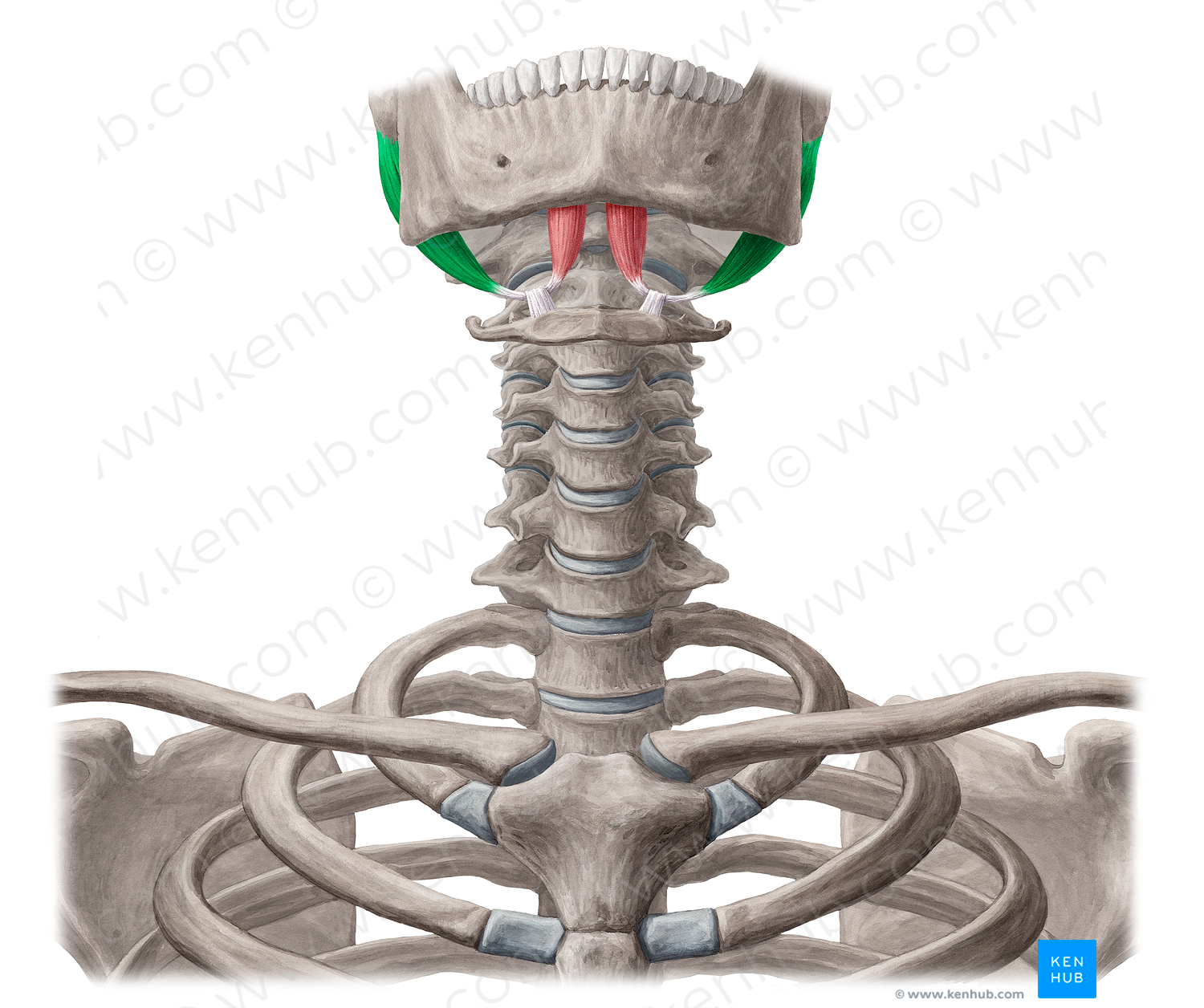 Posterior belly of digastric muscle (#18162)