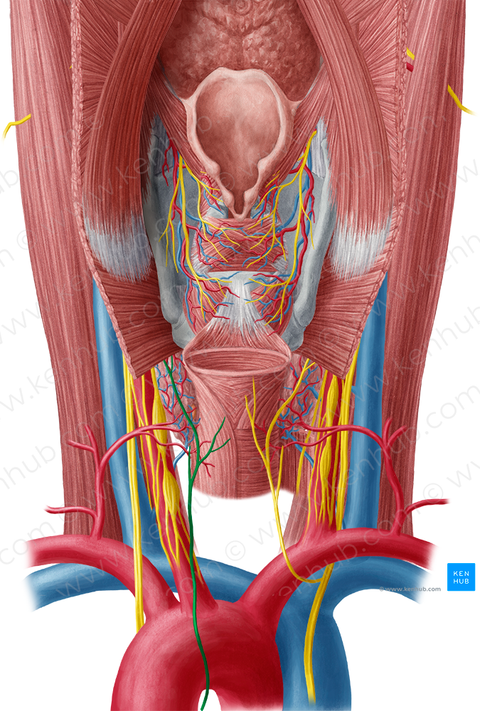 Left recurrent laryngeal nerve (#6518)