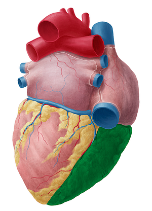 Right ventricle of heart (#10696)