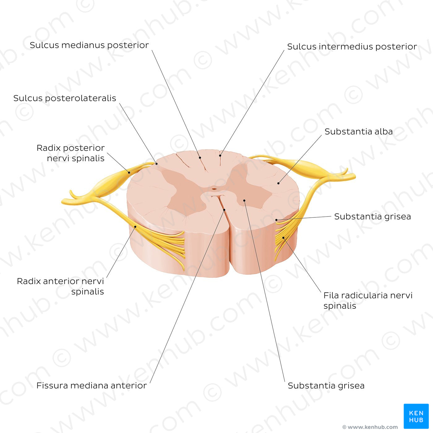 Spinal cord: Cross section (External morphology) (Latin)