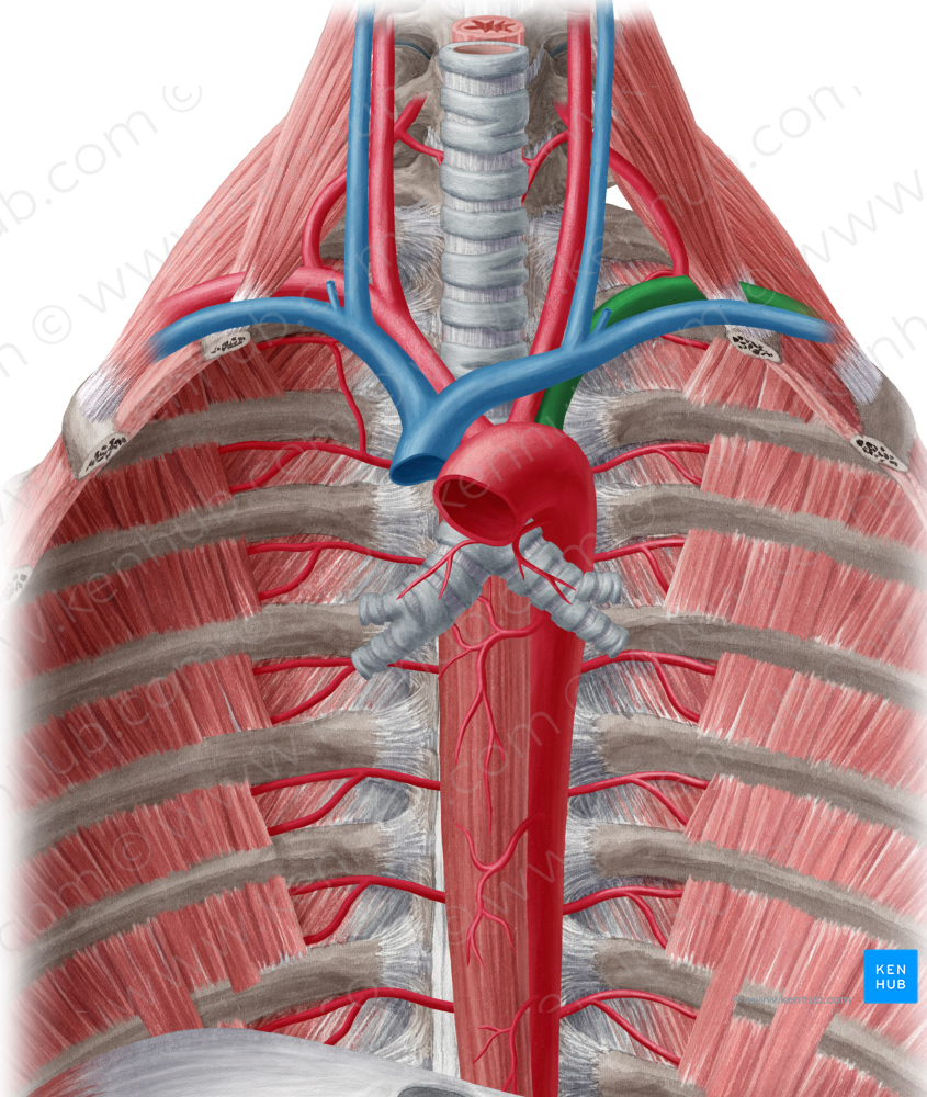 Left subclavian artery (#1833)