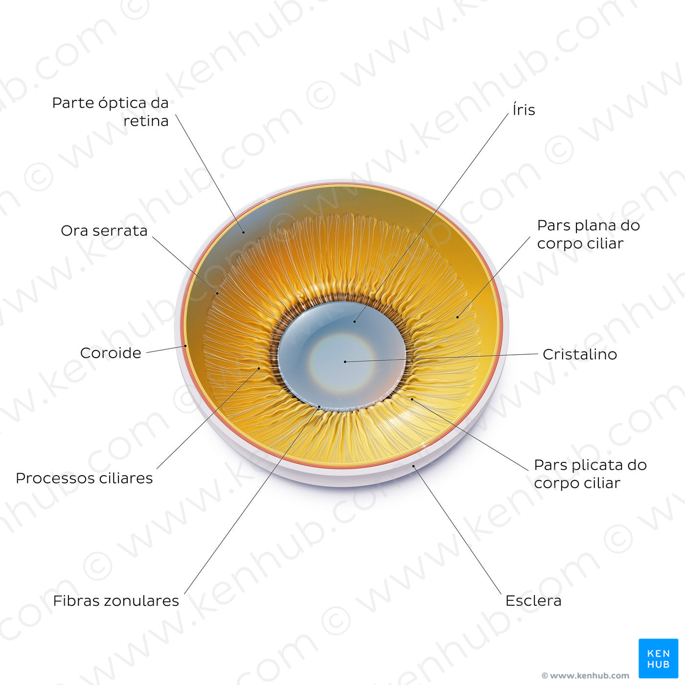 Lens and corpus ciliare: Posterior view (Portuguese)