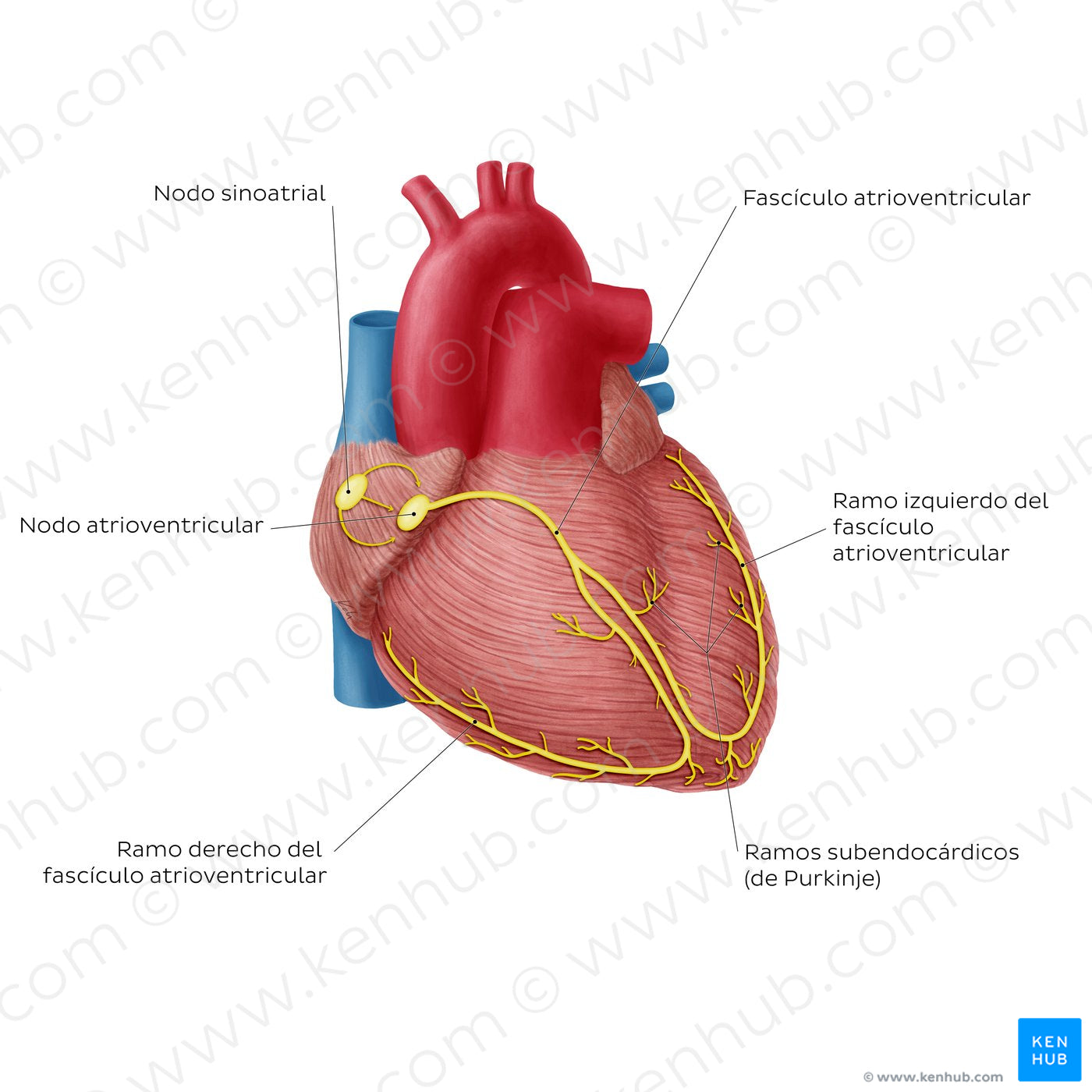 Conduction system of the heart (Spanish)