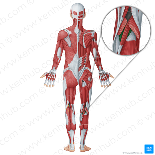 Popliteus muscle (#18723)