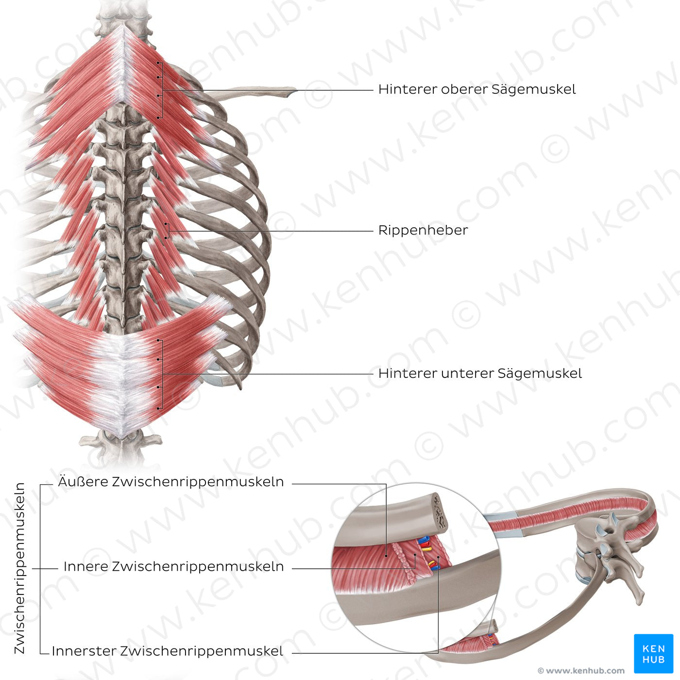 Muscles of thoracic wall (Posterior view) (German)