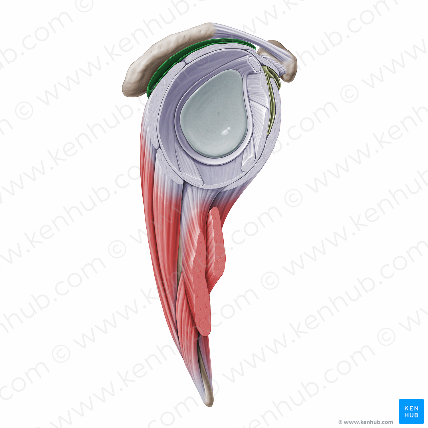 Subdeltoid & subacromial bursae (#16297)