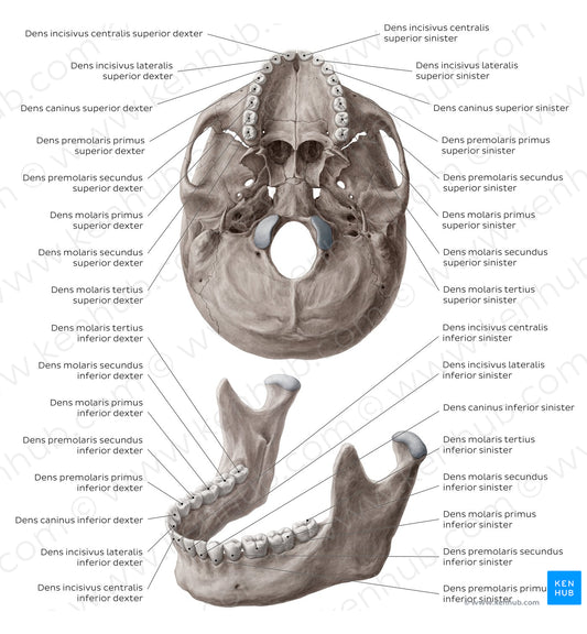 Teeth names (Latin)