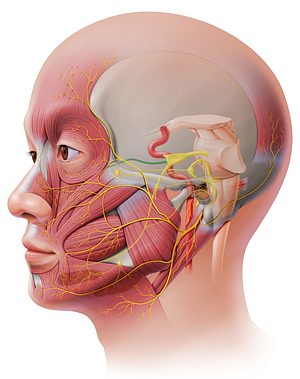 Maxillary nerve (#6562)