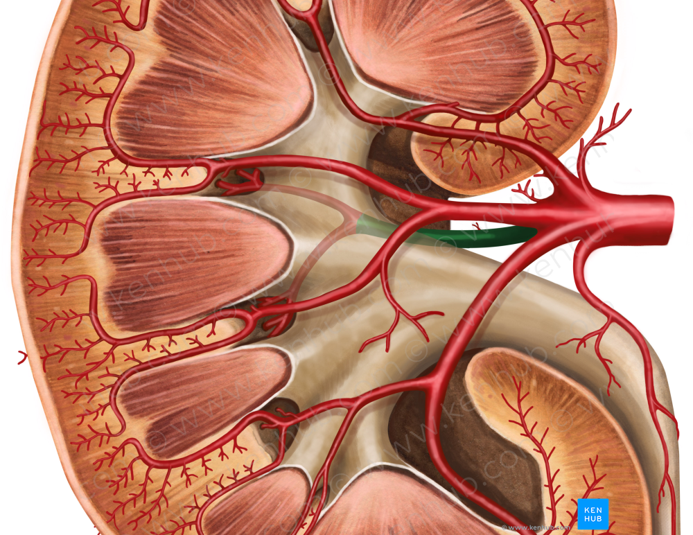 Posterior branch of renal artery (#8777)