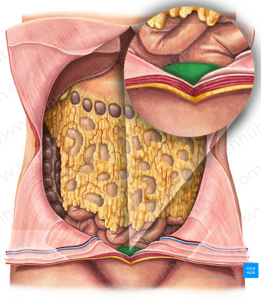 Urinary bladder (#10816)