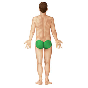 Gluteal region (#212)