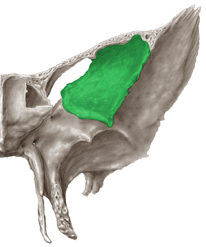 Orbital surface of greater wing of sphenoid bone (#3528)