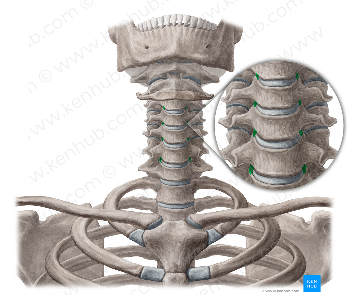 Uncovertebral joints (#19150)