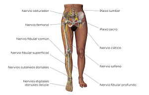 Main nerves of the lower limb - anterior (Spanish)