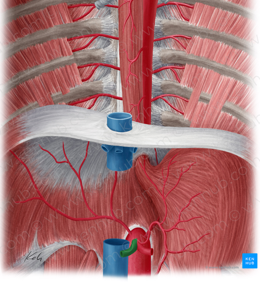 Common hepatic artery (#1322)