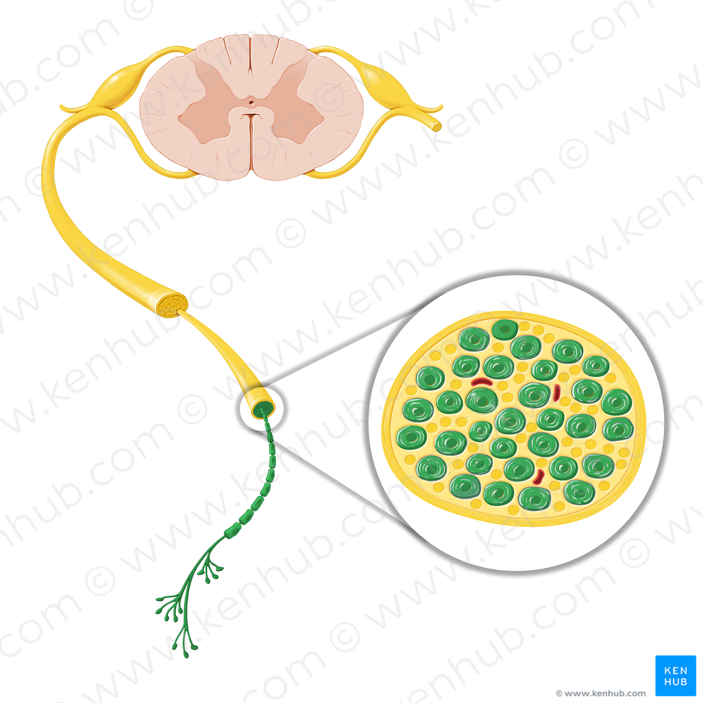 Peripheral myelinated axon/nerve fiber (#20767)